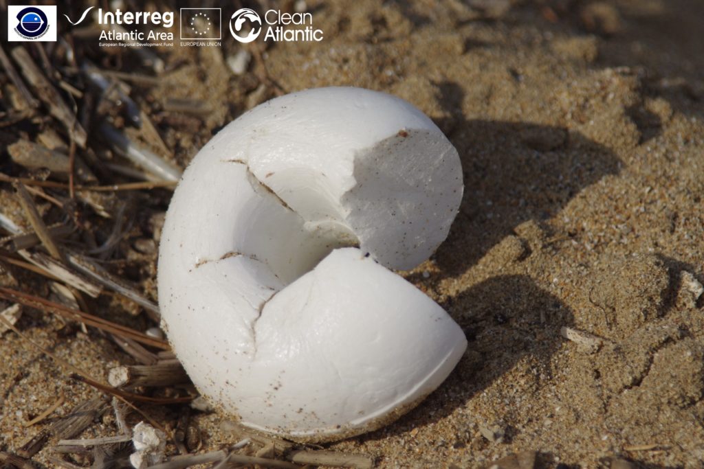 Marine litter in coastal areas
