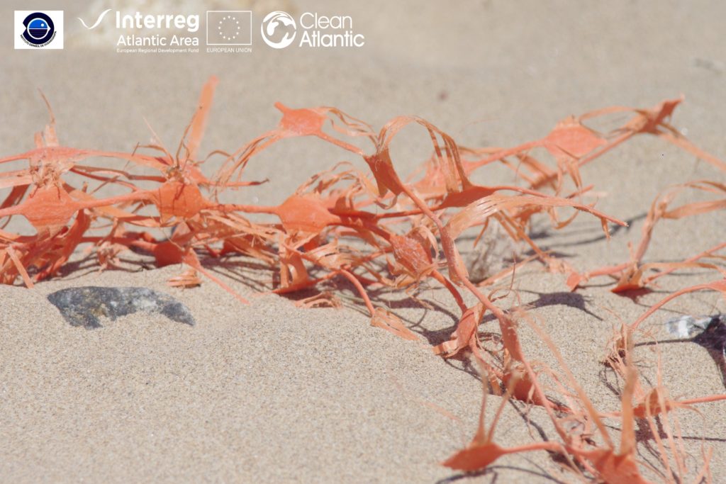 Marine litter in coastal areas